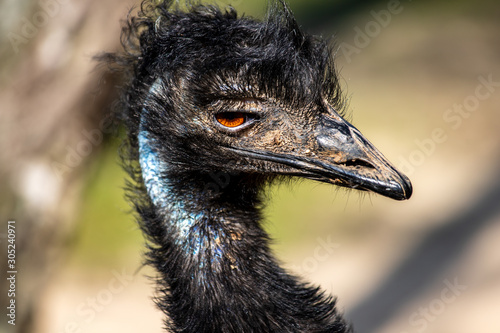 Portrait of Australian Emu (Dromaius novaehollandiae), view of neck and head