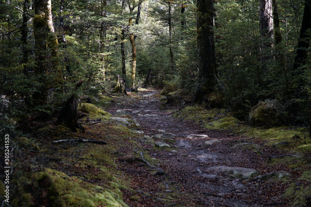 Obraz premium path through a mossy forest in new zealand