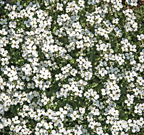 Blooming lovely white verbena flowers. Rose vervain (verbena peruviana) small lovely flower. Beautiful white vervain