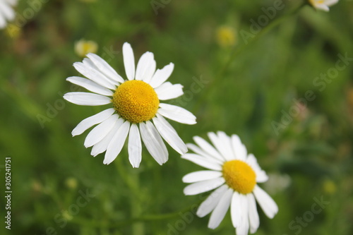 Fototapeta Naklejka Na Ścianę i Meble -  Closeup of a daisy flower.