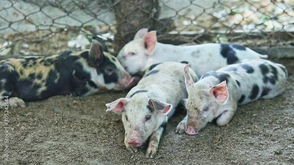 closeup small group of spotted white little domestic piggies sleep on ground in large home pigsty closeup small group of spotted white little domestic piggies sleep on ground in large home pigsty