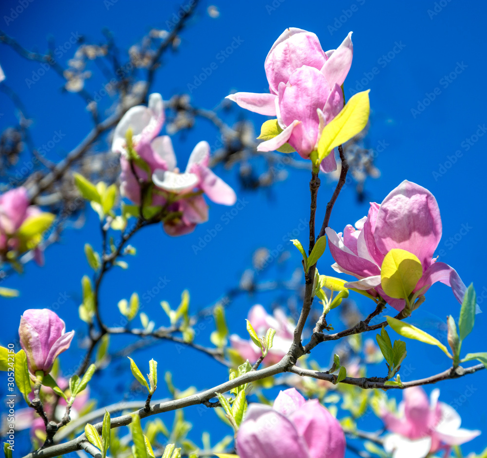 Obraz premium Magnolia tree blooms in large beautiful pink flowers on blue sky.
