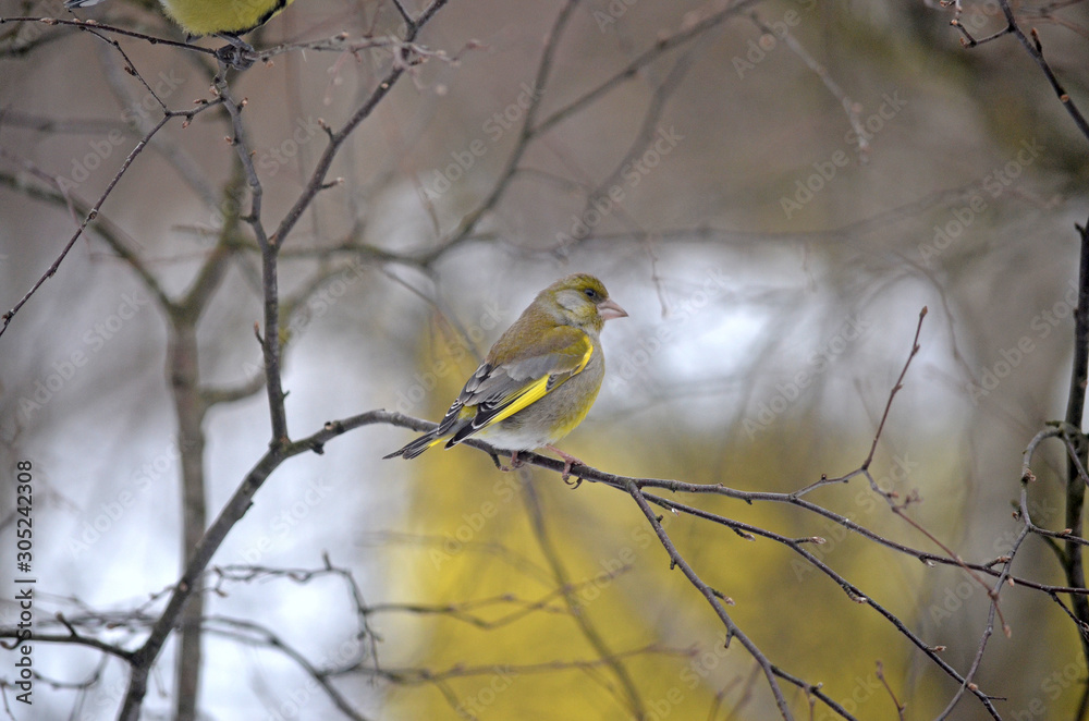 Carduelis chloris in the wild. Birds arriving in spring from warm lands Carduelis chloris in the wild. Birds arriving in spring from warm lands
