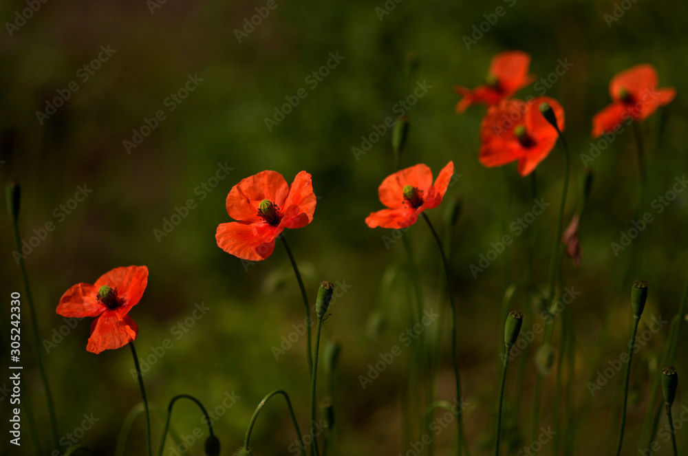Obraz premium red poppies in a field