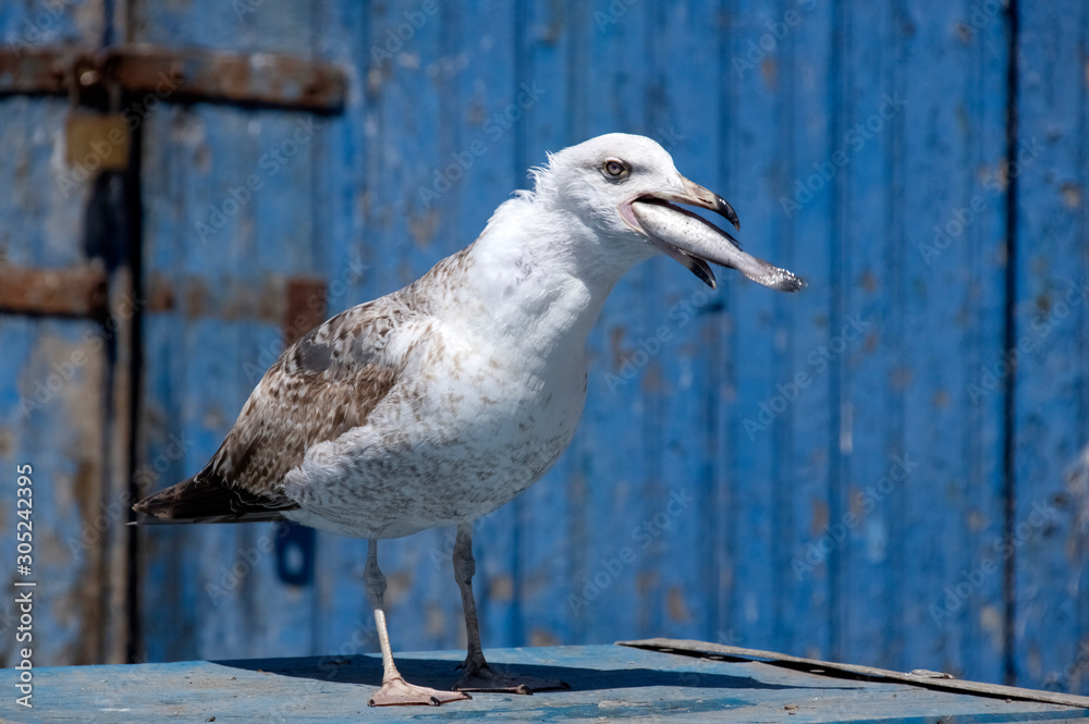 Obraz premium Seagull catch the fish. Essaouira. Morocco. Africa