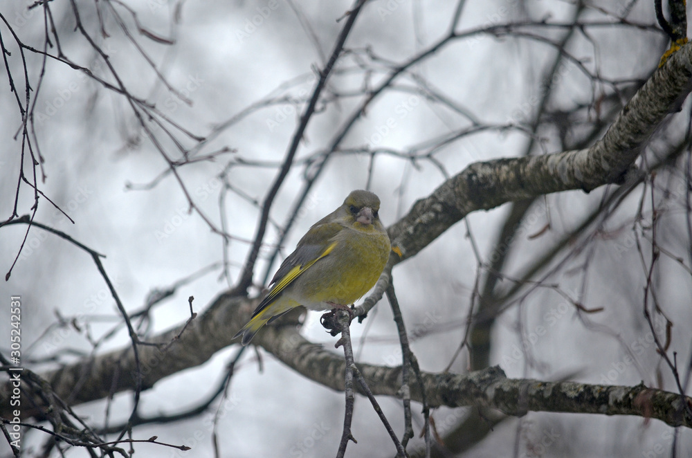 Carduelis chloris in the wild. Birds arriving in spring from warm lands Carduelis chloris in the wild. Birds arriving in spring from warm lands