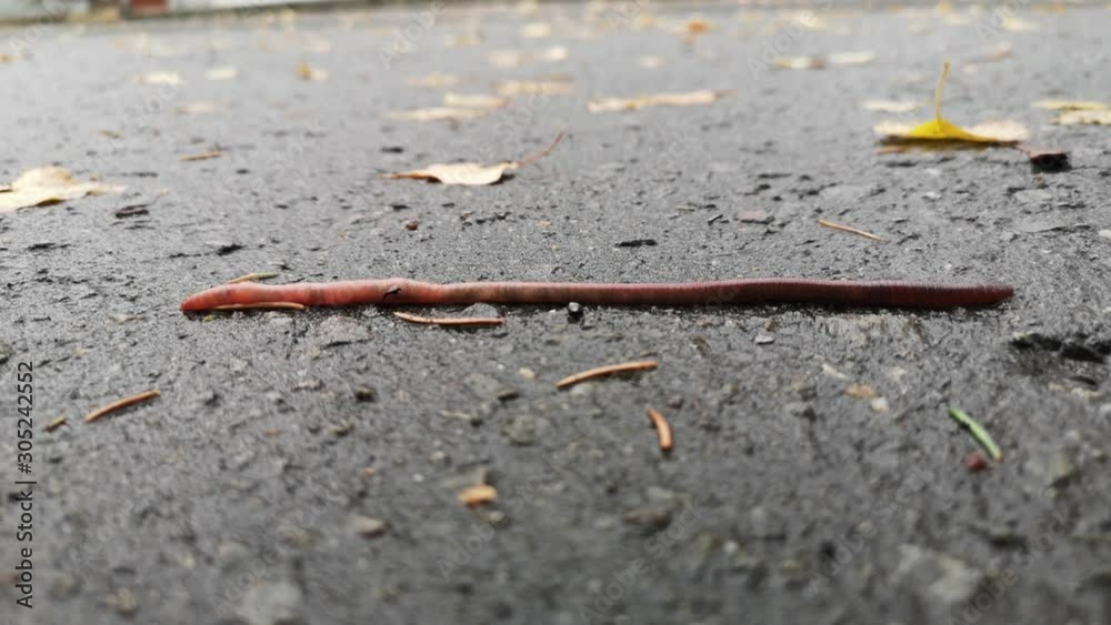 An earthworm creeps along an asphalt road. An earthworm creeps along an asphalt road.