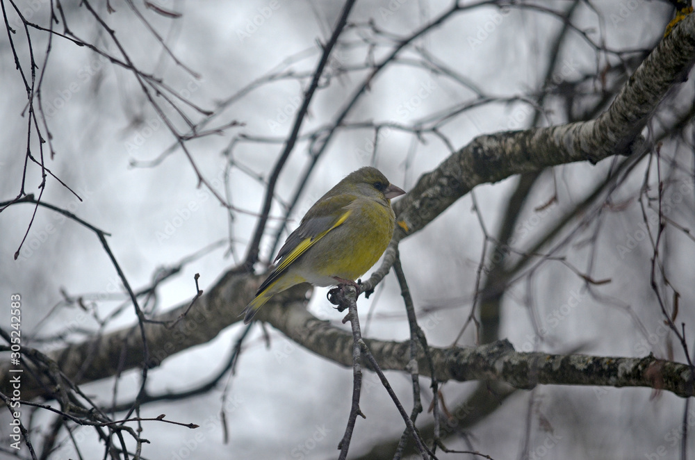 Naklejka premium Carduelis chloris in the wild. Birds arriving in spring from warm lands