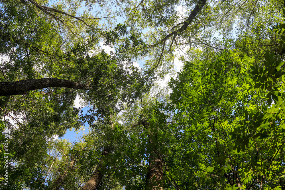 Looking up into the canopy of a deciduous forest Looking up into the canopy of a deciduous forest