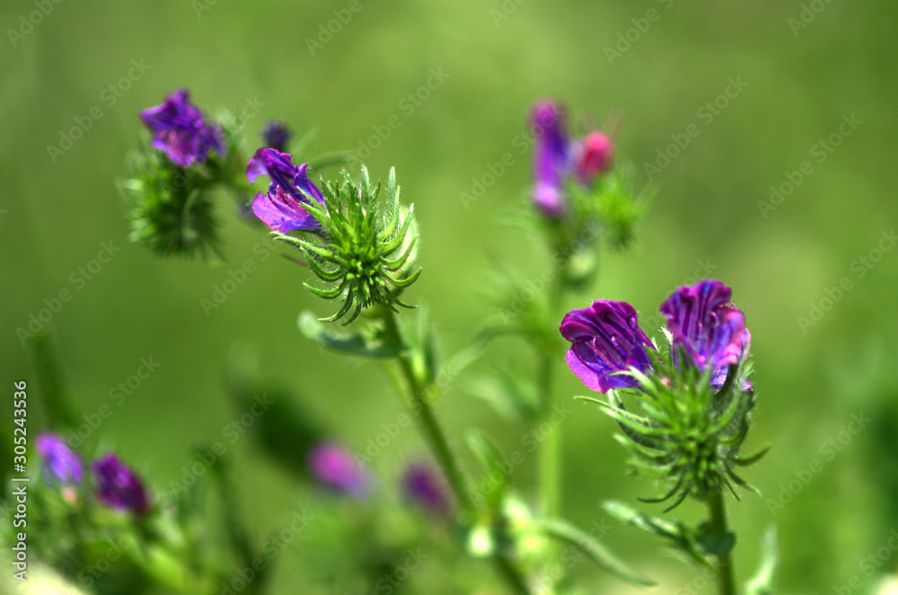 Fototapeta premium Purple Flowers