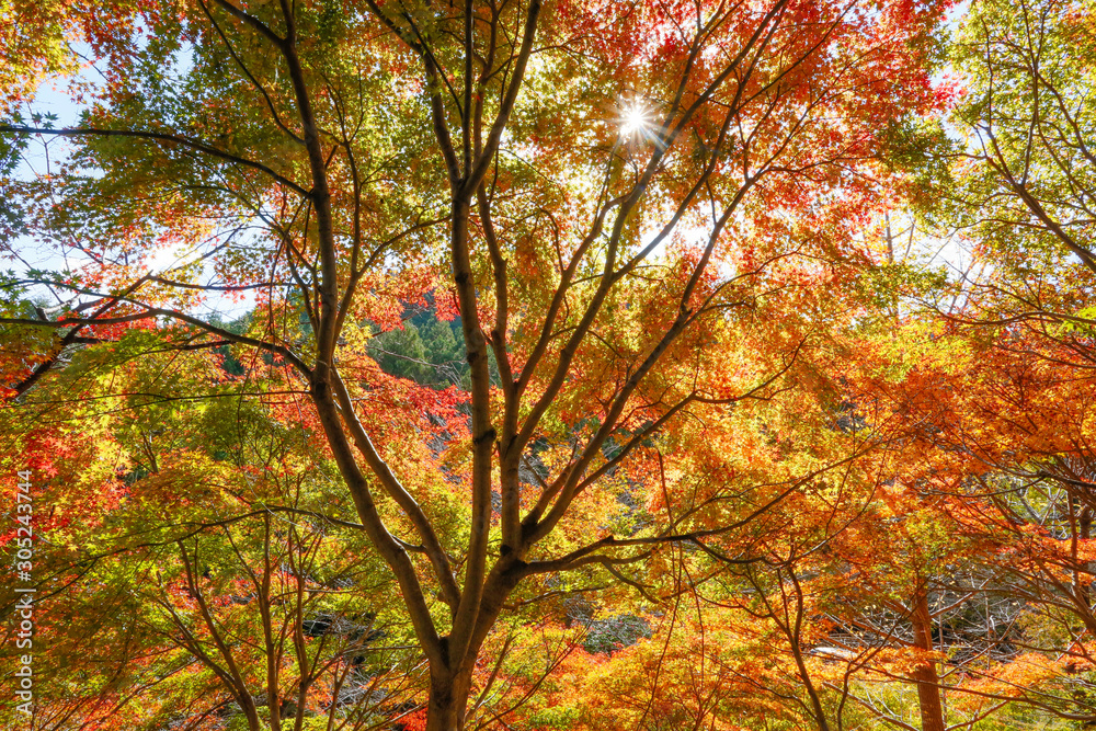 大台町の紅葉