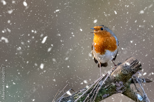 Little Robin Red breast perched in on a tree stump in the snow  at Christmas photo