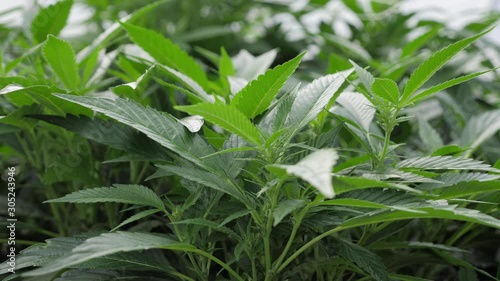 Medical Marijuana Close Up as Camera Orbits Around Leaves photo