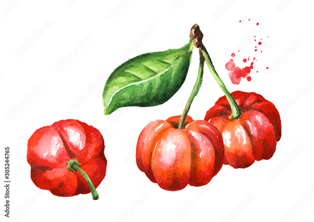 Fresh ripe red Acerola or Barbados cherry with green leaves, Watercolor hand drawn illustration isolated on white background Fresh ripe red Acerola or Barbados cherry with green leaves, Watercolor hand drawn illustration isolated on white background