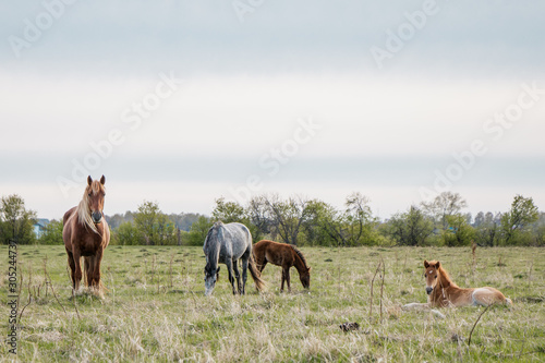 Horses calmly graze in the pasture. Mom horse with a baby foal are looking at the camera.