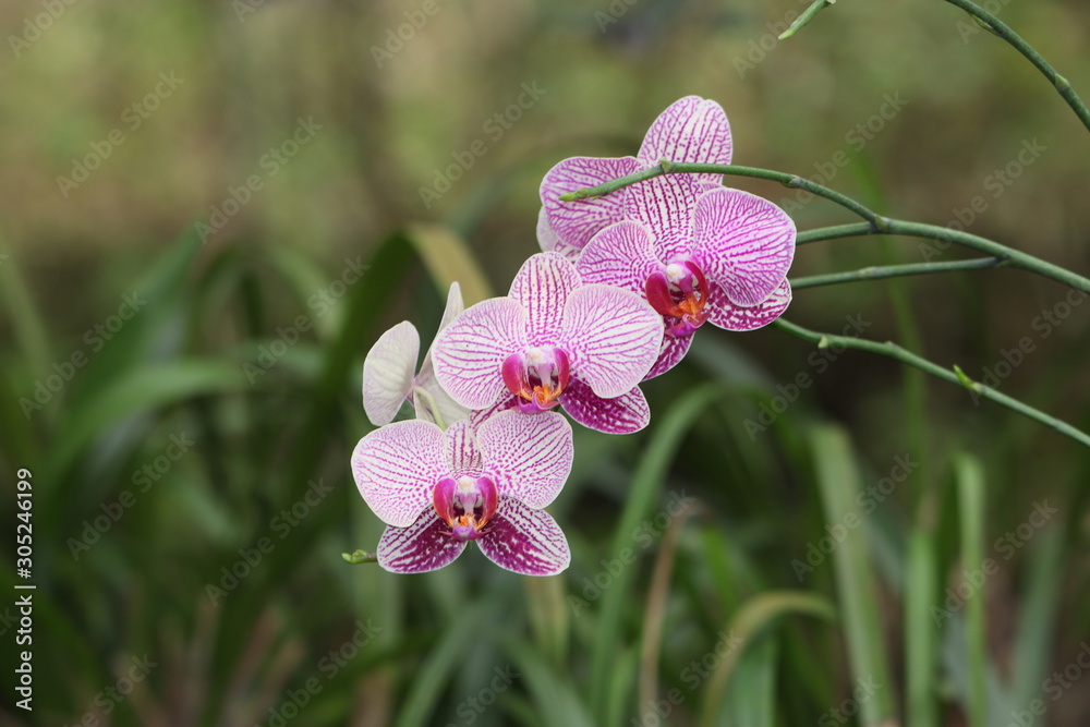 Moon orchid outlet
