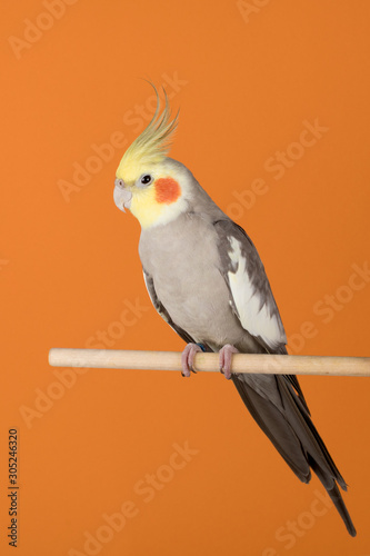 Cockatiel isolated on orange background, best parrot pictures. copy space