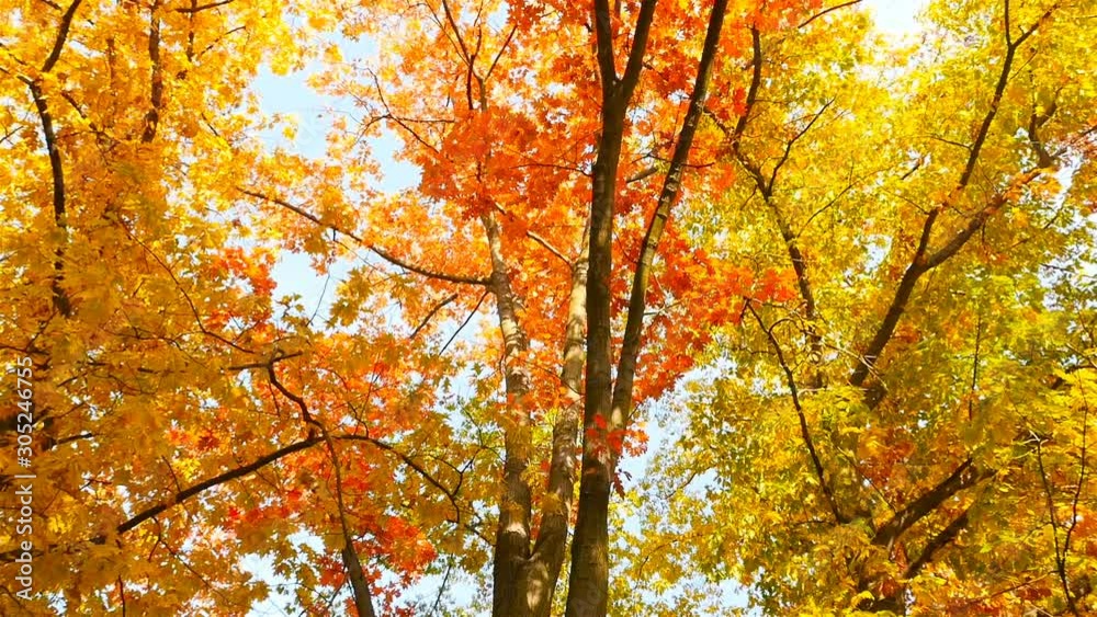 Autumn trees with yellow, red and green leaves. Beautiful sunny weather. Camera in motion Autumn trees with yellow, red and green leaves. Beautiful sunny weather. Camera in motion