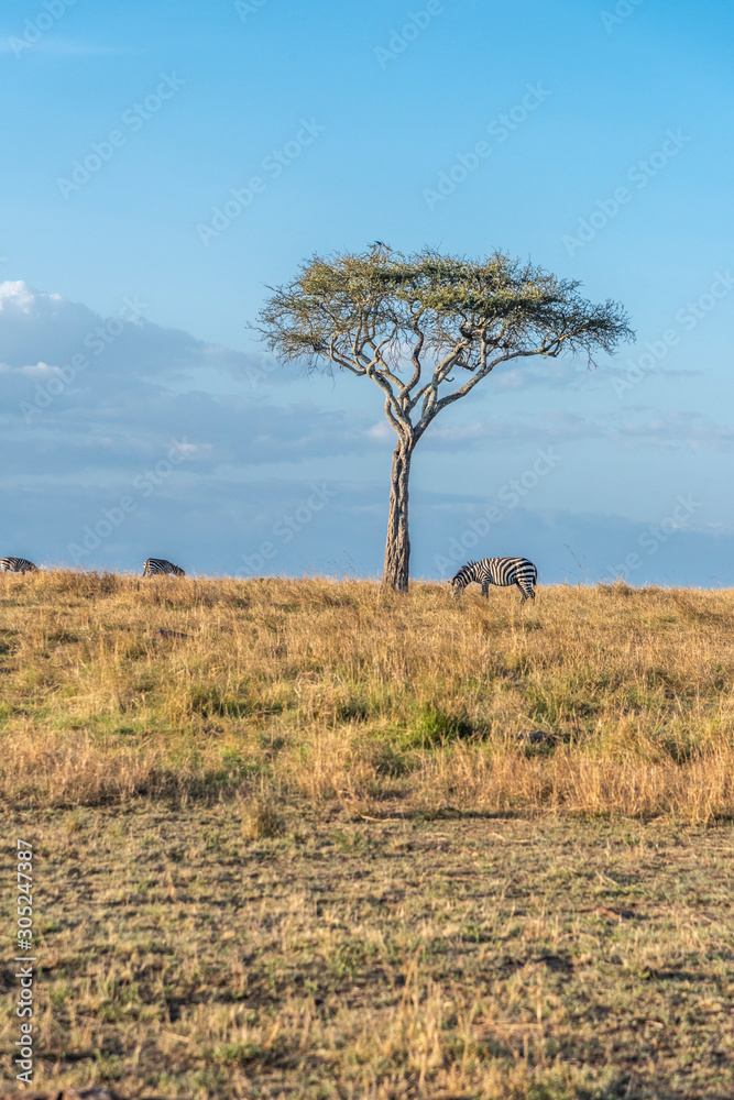 Beautiful landscapes during great migration season in Maasai Mara triangle