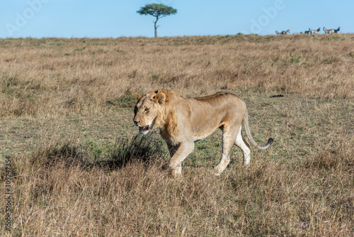 Close up shot of male lion walking in savanna at sunrise  Maasai Mara national reserve