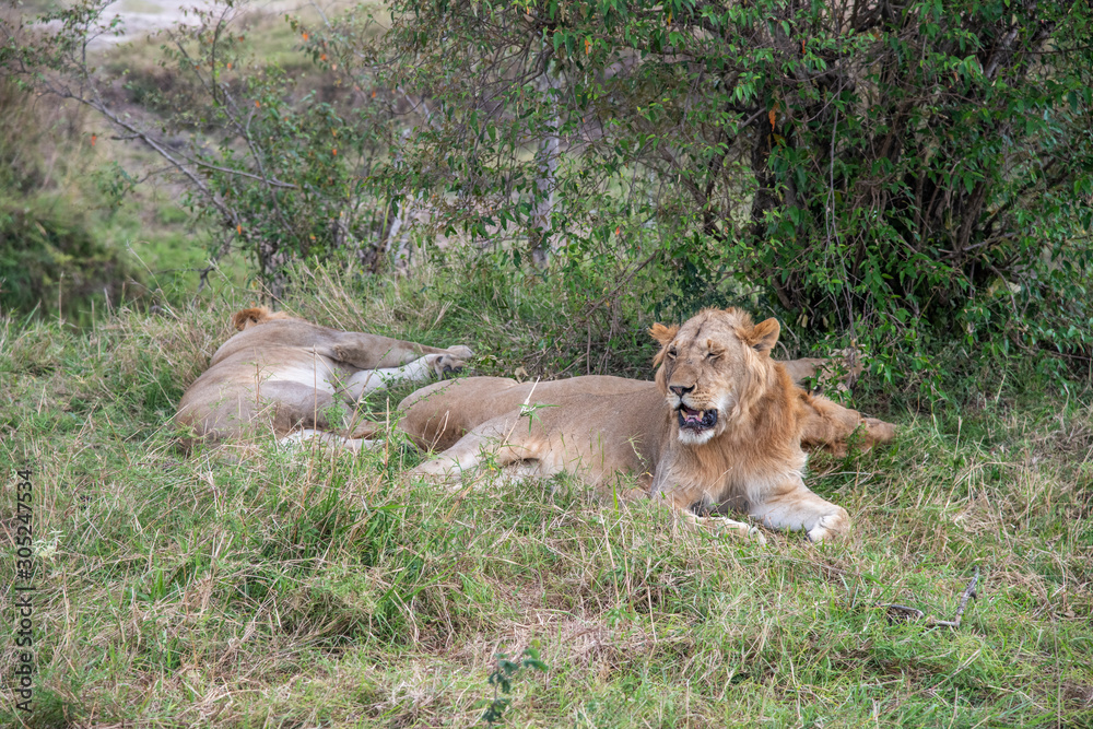 Close up portrait of Lioness and Lion resting and sleeping under a tree in Maasai Mara Close up portrait of Lioness and Lion resting and sleeping under a tree in Maasai Mara