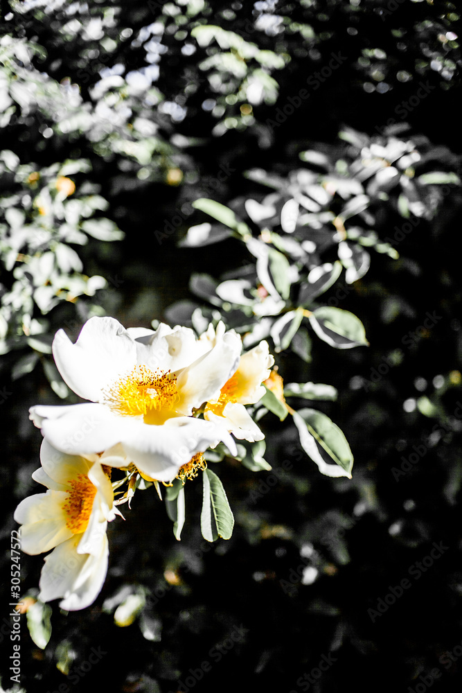 Obraz premium Blumen