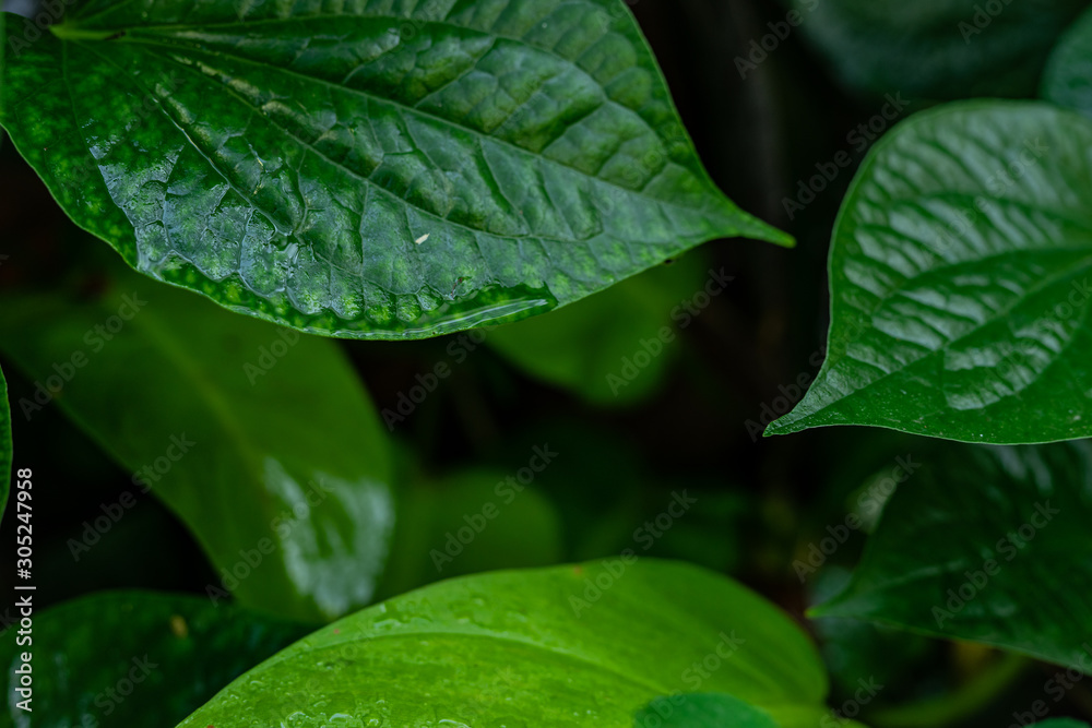 Picture of the leaves of Piper sarmentosum in natural green and dew. Picture of the leaves of Piper sarmentosum in natural green and dew.