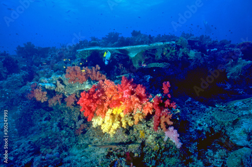 Reef Colors Scene © Rubens