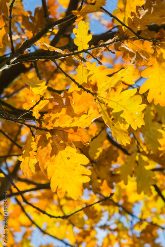 Gelbes Herbstlauf - Ahornbaum