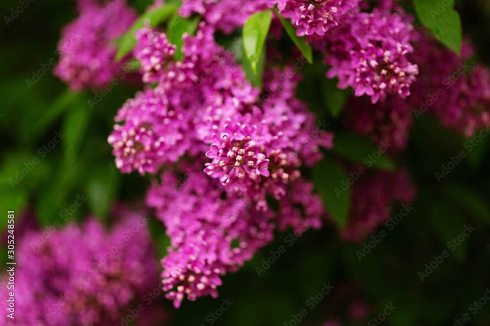 Branch blossoming lilac, spring tree. Selective focus Branch blossoming lilac, spring tree. Selective focus
