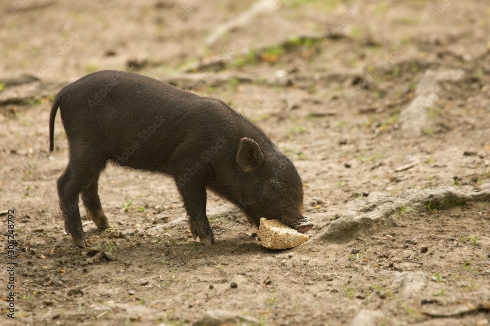 The wild boars (Sus scrofa) baby feeding on dry sand, close to the forest. The wild boars (Sus scrofa) baby feeding on dry sand, close to the forest.