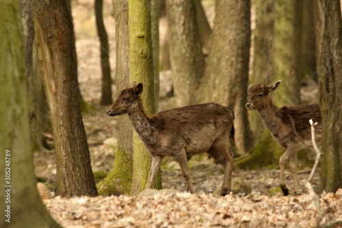 The red deer  Cervus elaphus  babyies walking in the forest.