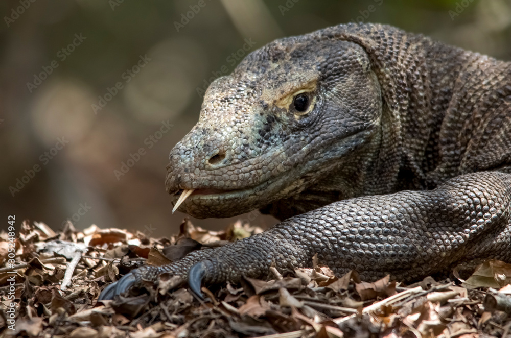 Komodo Dragon portrait. Komodo island. Indonesia