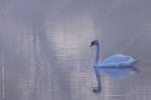 Fototapeta Naklejka Na Ścianę i Meble -  The Mute swan (Cygnus olor) on the lake.