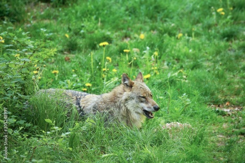 The Eurasian grey wolf (Canis lupus) calmly staying in the dark forest.
