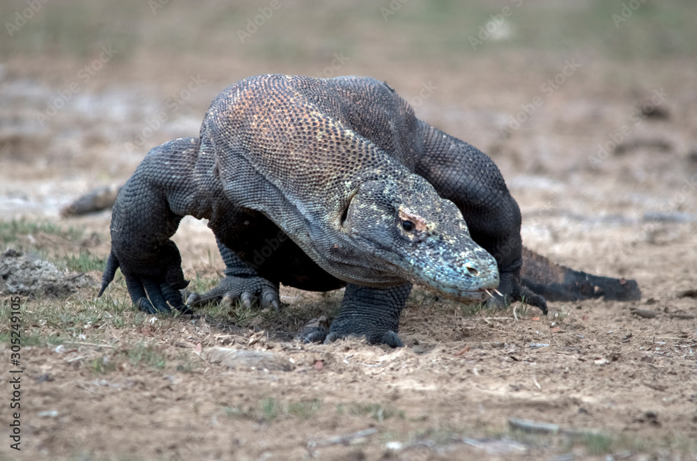 Komodo Dragon portrait. Komodo island. Indonesia Komodo Dragon portrait. Komodo island. Indonesia