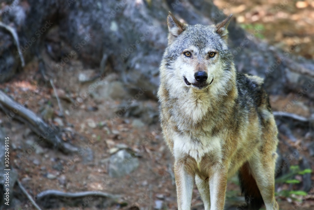 Obraz premium The Eurasian grey wolf (Canis lupus) calmly staying in the dark forest.