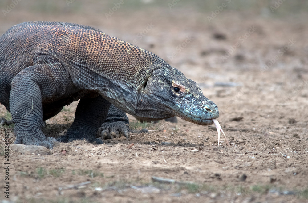 Komodo Dragon portrait. Komodo island. Indonesia