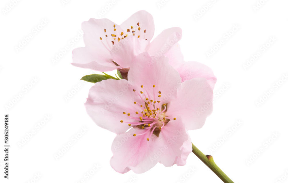 sakura flowers isolated