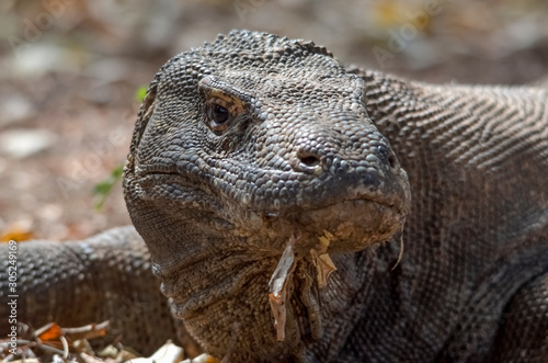 Komodo Dragon portrait. Komodo island. Indonesia