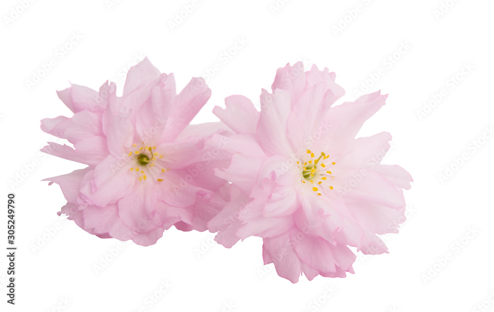 sakura flowers isolated