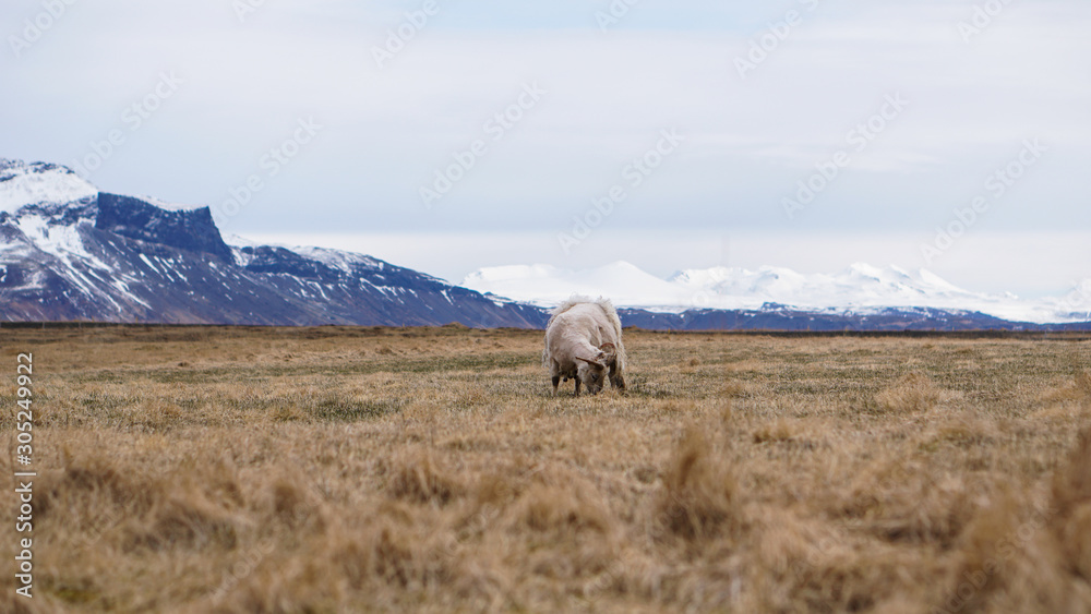 Fototapeta premium Sheep ram got fur shaved grazing in Iceland livestock farm landscape