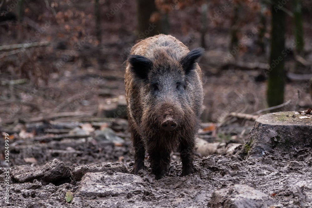 wild boar on forest floor in evening light wild boar on forest floor in evening light