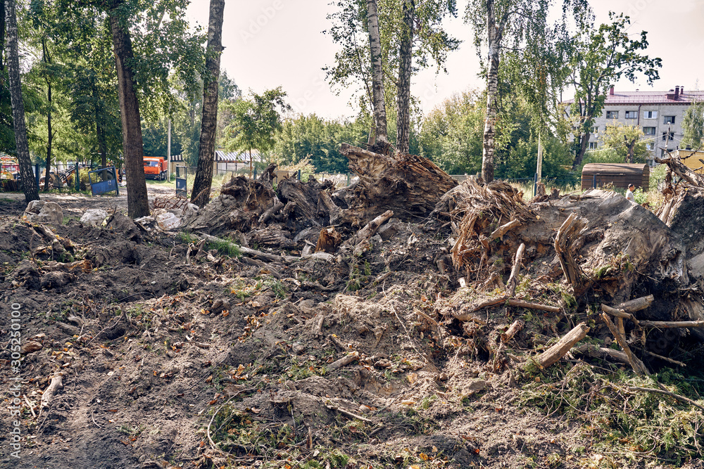 uprooting of trees and stumps in a city park.