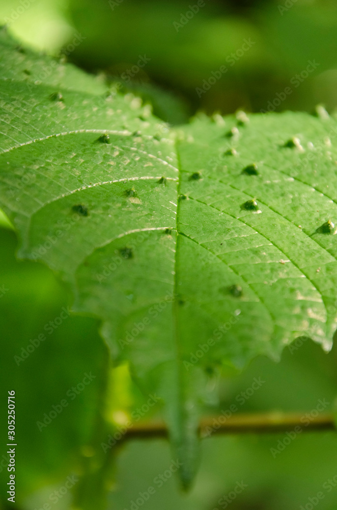 Green leaf with serrated edge and bumps on its surface Green leaf with serrated edge and bumps on its surface