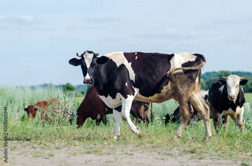 Cows graze in a field on green grass Cows graze in a field on green grass
