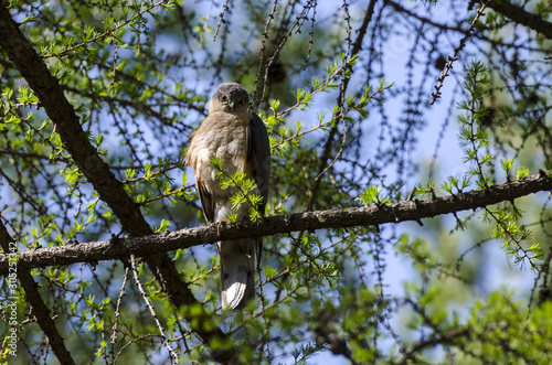 hawk male on a branch © Viktor
