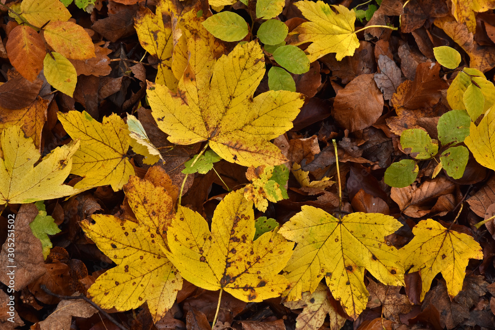 Berg-Ahornblätter, herbstlich gelb gefärbt Berg-Ahornblätter, herbstlich gelb gefärbt