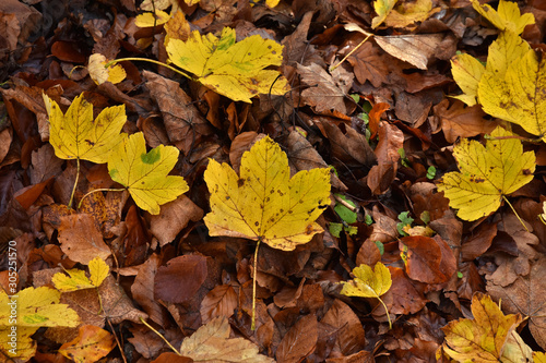 Berg-Ahornblätter, herbstlich gelb gefärbt © JRG