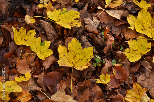 Berg-Ahornblätter, herbstlich gelb gefärbt